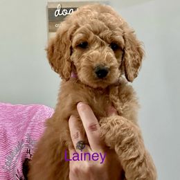 Goldendoodle Puppies from Lakeside Doodles