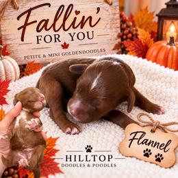 Flannel - Red  male Goldendoodle puppy in Cannon County, Tennessee from Hilltop Doodles and Poodles