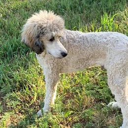 Poodles from BMW Standard Poodles