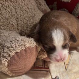 Red boy - Red male Havanese puppy in East Lansing, Michigan from VanCort's Happy Havanese