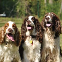 English Springer Spaniels from Springerhaven