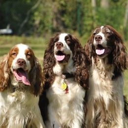 English Springer Spaniels from Springerhaven