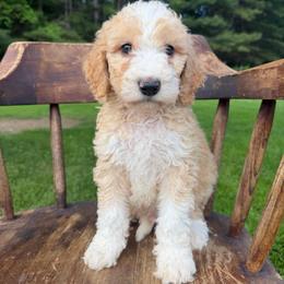 Bennet - Fawn and white male Sheepadoodle puppy in Lowville, New York from Adirondack Goldendoodles