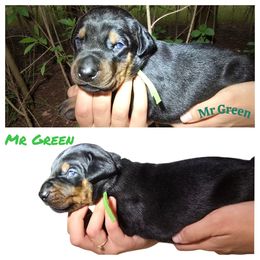 Male 1 - Black and rust male Doberman Pinscher puppy in Vernonia, Oregon from Living Hope Dobies and Doxies