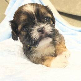 Boy 3 - Tricolor male Shih Tzu puppy in Zeigler, Illinois from Dandy Little  Shih Tzu, Shih Poo's and Toy Poodles