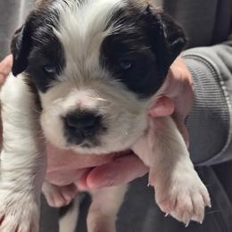 Girl 2 - Brown and white female Saint Bernard puppy in Clover, South Carolina from Sweetest Saints