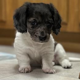 Dachshund Puppies from ATR Dachshunds