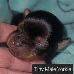 Yorkshire Terrier Puppies from Yorkie Your Soulmate Puppy