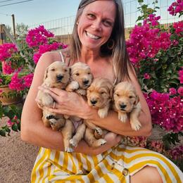 Golden Retriever Puppies from Daffodil Valley Goldens