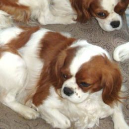 Cavalier King Charles Spaniels from Charmed Onz Cavaliers