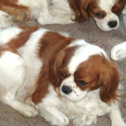 Cavalier King Charles Spaniels from Charmed Onz Cavaliers