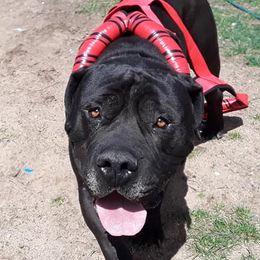 Onyx - Boerboel