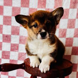 Turkey - Sable male Pembroke Welsh Corgi puppy in Sheldon, Missouri from Clearsky Corgis