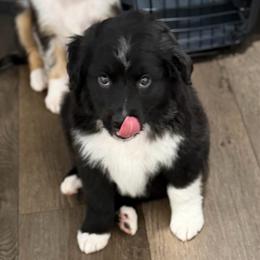 Red collar - Black tri male Miniature Australian Shepherd puppy in 32046, Florida from River Hill Ranch