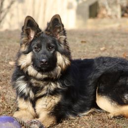 German Shepherds and Labrador Retrievers from Point to Point West
