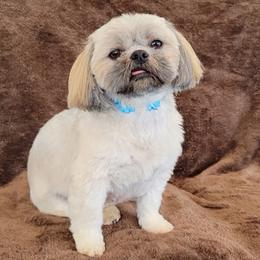 Jenny - Shih Tzu