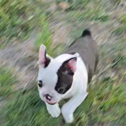 DASH READY TO GO see video - Black brindle and white male Boston Terrier puppy in Brooksville, Florida from I Love Pups