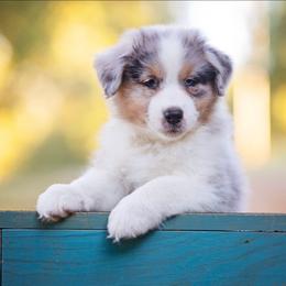 BMM 2 Not Available - Blue merle male Australian Shepherd puppy in Elkton, Tennessee from Riverlook Australian Shepherds