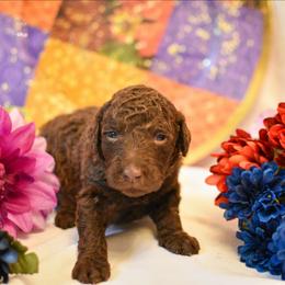 Reed - Chocolate male Australian Labradoodle puppy in Sturbridge, Massachusetts from Pawlite Best Friends