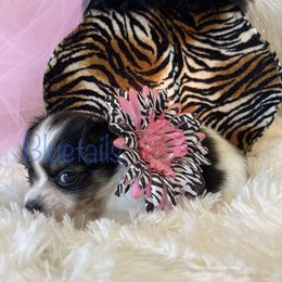 Chihuahua and Dachshund Puppies from Blue Tails Farm