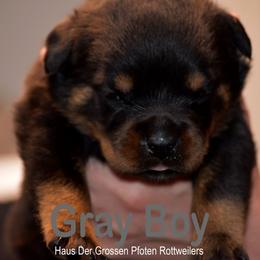 Puppy 3 - Black and mahogany male Rottweiler puppy in Houston, Texas from Haus Der Grossen Pfoten Rottweilers