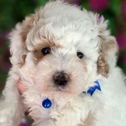 Hudson Blue Boy - Parti male Goldendoodle puppy in Vernon, Texas from Sugarland's Texas Goldendoodles