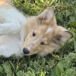 Collie Puppies from Hedge Haven Farm