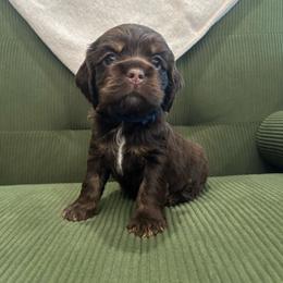 Navy Collar Girl - Brown white and tan female Cocker Spaniel puppy in Simms, Texas from Clayton’s Cocker Spaniels