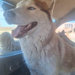 Maverick - Siberian Husky
