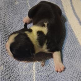 Only Girl - Black and white female Boston Terrier puppy in Gaffney, South Carolina from Battlefield Kennels