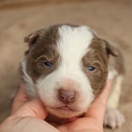 Green Collar - Lilac male Border Collie puppy in Courtland, Alabama from C Bar C Ranch Border Collies