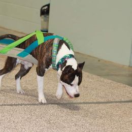 American Staffordshire Terrier All Grown Up from Homegrown Amstaffs