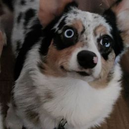 American Corgis and Pembroke Welsh Corgis from Heckman Corgis