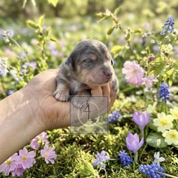 Tex - CKC Registered - Dapple male Dachshund puppy in Erick, Oklahoma from 4-L Backyard Dach