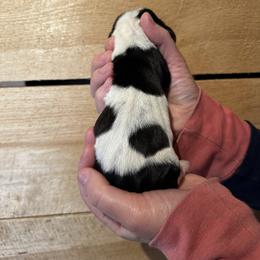 Female 4 - Black brown and white female Basset Hound puppy in Lindley, New York from Hill Top Basset Hounds & Cane Corso