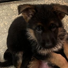 Girl 3 - German Shepherd puppy in Kalakaska, Michigan from Vom Schaffner German Shepherds