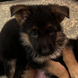 Girl 3 - German Shepherd puppy in Kalakaska, Michigan from Vom Schaffner German Shepherds