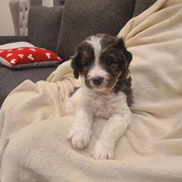 Cinnamon - Merle female Bernedoodle puppy in Brigham City, Utah from Prairie Rose Doodles