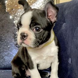 Romy - Boston Terrier