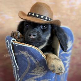 Willie Nelson - Black and tan male Dachshund puppy in Chandler, Arizona from Vonaducci Doxies, LLC.