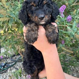 Victory - Black female Bernedoodle puppy in Caldwell, Idaho from Treasure Valley Poodles