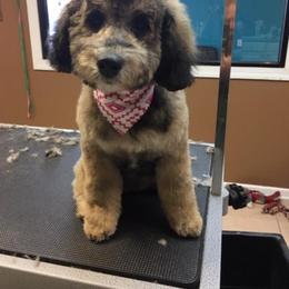 Labradoodle and Poodle Puppies from Grace Kennel
