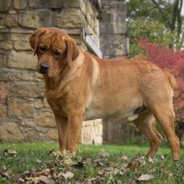 Iron Hill Retrievers breeder of Labrador Retriever