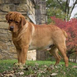 Iron Hill Retrievers breeder of Labrador Retriever