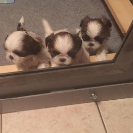 Shih Tzu Puppies from Sing-Yu Shih Tzu