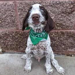 Boy 3 - Liver and white male German Wirehaired Pointer puppy in Potosi, Wisconsin from Point and Flush Gun Dogs