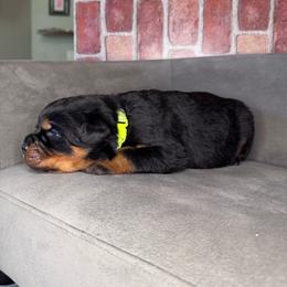 Lime boy - Black and mahogany male Rottweiler puppy in Auburn, California from Vom Haus Flores