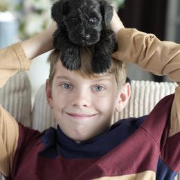 Miniature Schnauzer Puppies from Snowflake Schnauzers