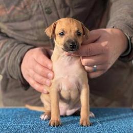 Girl 1 - Red fawn female Italian Greyhound puppy in Sugar Valley, Georgia from Pinnacle Farm and Kennel
