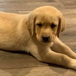 Labrador Retrievers from Buckeye Valley Labradors